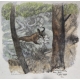 Gravure "Chamois" signé Robert HAINARD