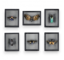 Collection de 6 cadres Insectes