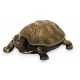 Goulot de fontaine tortue