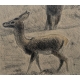 Gravure "Cerf et biche" signé HAINARD