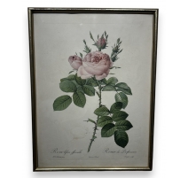 Reproduction gravure "Rosier" de Redouté