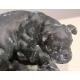 Bronze "Chien assis" signé