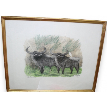 Swiss engraving on paper "Couple of buffaloes"