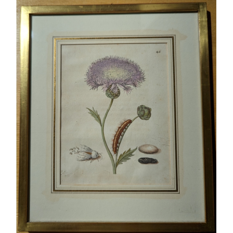 Gravure "Jacea moschata purpurea" 46 par MERIAN