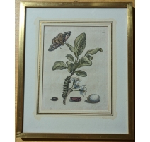 Gravure "Flos prunae Damascene" 13 par MERIAN