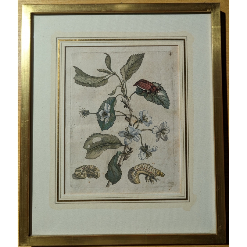 Gravure "Cerasus nigra julius florens"4 par MERIAN